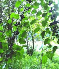 Attēlu rezultāti vaicājumam “Rhamnus cathartica leaf”