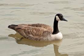 Attēlu rezultāti vaicājumam “Branta canadensis”