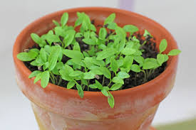 Image result for Petersilie