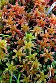 Attēlu rezultāti vaicājumam “Sphagnum warnstorfii”