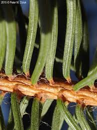 Attēlu rezultāti vaicājumam “Picea abies male flower”