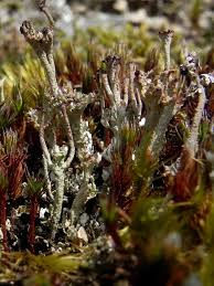 Attēlu rezultāti vaicājumam “Cladonia phyllophora”