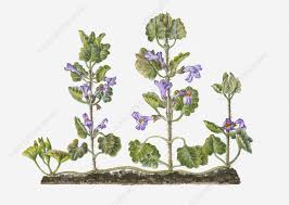 Attēlu rezultāti vaicājumam “Glechoma hederacea”