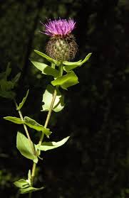 Attēlu rezultāti vaicājumam “Centaurea phrygia”