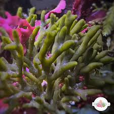 Attēlu rezultāti vaicājumam “Didymium proximum macro”