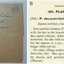 Attēlu rezultāti vaicājumam “Plagiothecium latebricola macro”