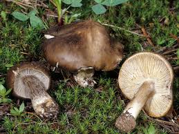 Image result for Melanoleuca rasilis var. pseudoluscina