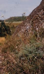 Attēlu rezultāti vaicājumam “Libanotis montana fruit”