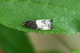 Attēlu rezultāti vaicājumam “Notocelia cynosbatella”