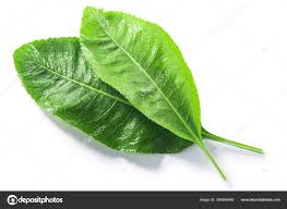 Attēlu rezultāti vaicājumam “Armoracia rusticana leaf”