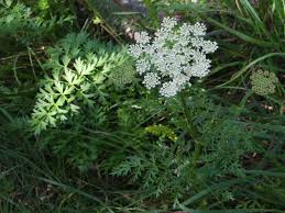 Attēlu rezultāti vaicājumam “Libanotis montana flower”