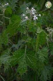 Attēlu rezultāti vaicājumam “Euphorbiaceae”