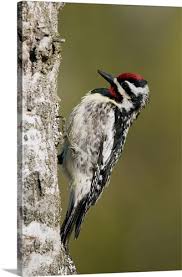 Image result for Sphyrapicus varius