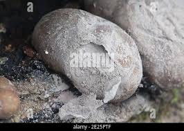 Attēlu rezultāti vaicājumam “Lycogala flavofuscum sessile”