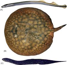 Image result for Styracura pacifica