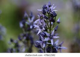 Attēlu rezultāti vaicājumam “Swertia perennis leaf”