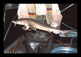 Image result for Acipenser fulvescens