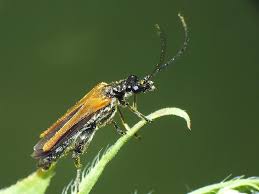 Attēlu rezultāti vaicājumam “Oedemera femorata”