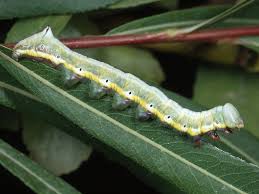 Attēlu rezultāti vaicājumam “Pheosia tremula”