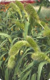 Attēlu rezultāti vaicājumam “Setaria italica”