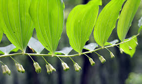 Attēlu rezultāti vaicājumam “Polygonatum multiflorum”