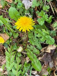 Attēlu rezultāti vaicājumam “Taraxacum suecicum leaf”