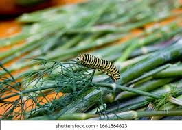 Attēlu rezultāti vaicājumam “Hyles gallii larva”