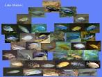 Cichlids