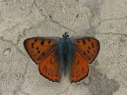 Attēlu rezultāti vaicājumam “Lycaena alciphron”