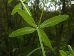 Attēlu rezultāti vaicājumam “Galium elongatum leaf”