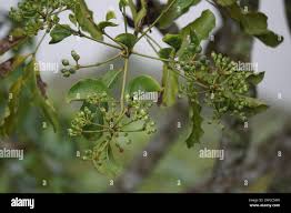 Attēlu rezultāti vaicājumam “Phellodendron amurense leaf”