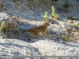 Image result for Emberiza leucocephalos