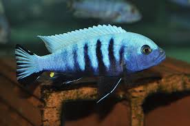 Risultati immagini per cynotilapia pulpican