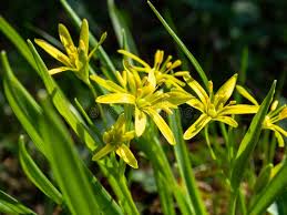 Attēlu rezultāti vaicājumam “Gagea lutea”