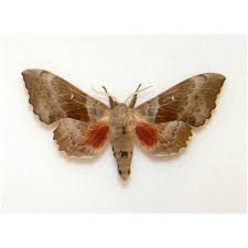 Attēlu rezultāti vaicājumam “Laothoe populi”