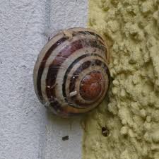 Attēlu rezultāti vaicājumam “Cepaea nemoralis”