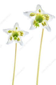 Attēlu rezultāti vaicājumam “Moneses uniflora flower”