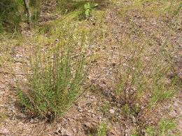 Attēlu rezultāti vaicājumam “Silene tatarica”