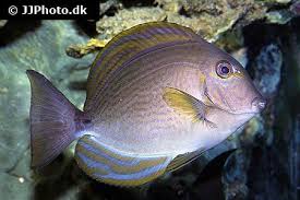 Image result for Acanthurus xanthopterus