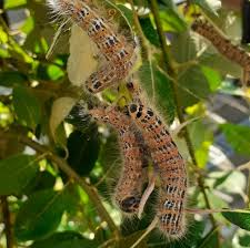 Attēlu rezultāti vaicājumam “Phalera bucephala larva”