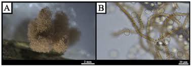 Attēlu rezultāti vaicājumam “Didymium serpula young”