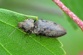 Attēlu rezultāti vaicājumam “Prosternon tessellatum”