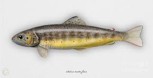 Attēlu rezultāti vaicājumam “Salmo trutta”