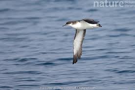 Image result for Puffinus puffinus