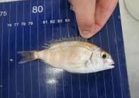 Image result for Pagrus pagrus