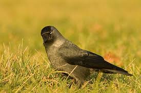 Attēlu rezultāti vaicājumam “Corvus monedula adult”