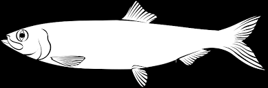 Image result for Clupea pallasii