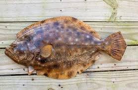 Image result for Paralichthys dentatus