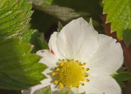 Attēlu rezultāti vaicājumam “Fragaria vesca flower”