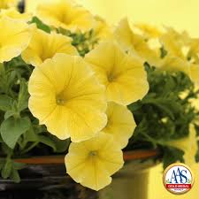 Image result for Petunia